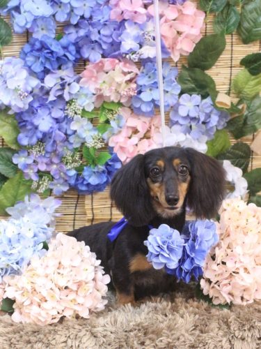 20250628こまちちゃん